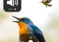 AI app identifies birds offline by recording animal sounds on your phone