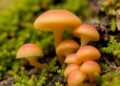 Amazonian ‘zombie’ fungus harbors a hidden stage inside forest mosses, new study reveals