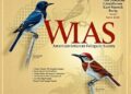 American Ornithological Society Grants Seven 2026 Kessel Research Fellowships