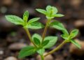 Arabidopsis Researchers Map N1-methyladenosine mRNA Methylation