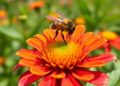 Balancing Pollinator Protection and Climate Change Efforts