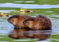 Beavers boom in Pacific Northwest river estuaries