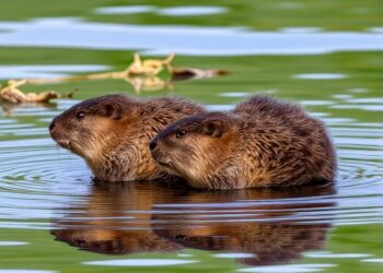 Beavers boom in Pacific Northwest river estuaries