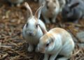 Beyond bunny tourism: the hidden consequences of unregulated feeding of rabbits on Okunoshima Island