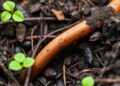 Biochar Enables Earthworms to Survive Copper and Glyphosate Pollution