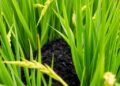 Biochar from rice straw may cut heavy metal contamination risks in rice