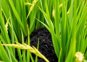 Biochar from rice straw may cut heavy metal contamination risks in rice