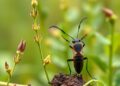 By-products of insect farming as a novel sustainable biofertilizer for crops
