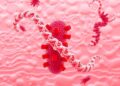 CRISPR Study Uncovers New Drug Targets for Psoriasis in Skin Cells