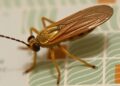 Caddisfly Silk Gene Rapidly Evolves While Keeping Its Stickiness
