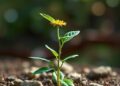 Chemical distance model may predict which trace elements plants absorb