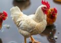 Chicken kidney sponge could be ‘outstanding’ at cleaning up polluted ports