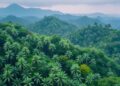 China’s Climate Targets Could Transform the Global Palm Oil Industry
