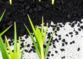 Chitosan-Boosted Biochar May Prevent Arsenic Contamination in Rice