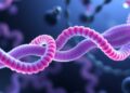 Chromatin Loops Shield Forks from Replication Stress — Medicine
