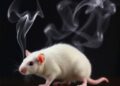 Cigarette Smoke Exposure Alters Gut Microbiome and Damages Short-Chain Fatty Acid Metabolism in Rats
