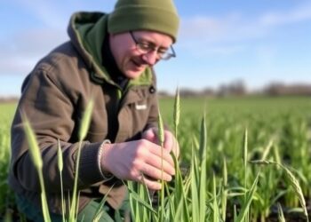 Combining phenology and temperature data to gauge overwintering wheat seedling health
