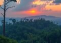 Deforestation declines show corporate pledges aren’t the driving force