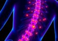 Dresden Researchers Uncover How Helpful Immune Cells Aid Spinal Cord Regeneration
