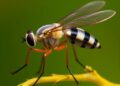 Drosophila Study Reveals Global Molecular Code Linking Birth Order to Neurons