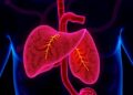 Durable liver gene therapy treats methylmalonic acidemia in preclinical models