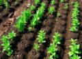 Dynamic Soil Nitrogen Fertilization Optimizes Nitrogen Management