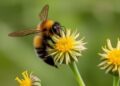 EU scientists warn Europe faces imminent pollinator collapse risk