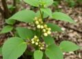 Federal Ginseng Rules Struggle to Accurately Predict Plant Health