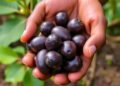 Fine-flavor native cacao matches commercial yields, study shows