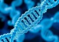 Flexible DNA transforms protein crystallization