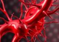 Forces of Push and Pull Shape How Blood Flows Through Vessels