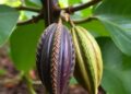 Four new indigenous cacao groups discovered in Peru