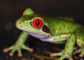 Frog Protein Shows Promise as First Antidote to Fatal Red Tide Toxin