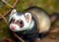 GHP-88310 blocks airborne and contact transmission in ferret measles model