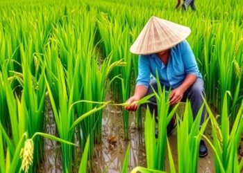 Gene edit boosts rice safety while preserving high harvest yields