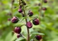 Genome Editing Reinvents Perilla, Boosting Potential of Traditional Herb