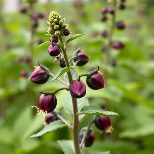 Genome Editing Reinvents Perilla, Boosting Potential of Traditional Herb