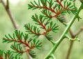 Genomic data reveal widespread hybridization and invasion history of saltcedar