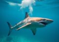 Global Markets React to New Shark Finning Regulations