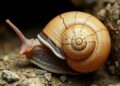Greek Cave Snail Identified, Named for Hermes and His Nymph Caretaker