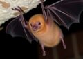 How bats tolerate viruses: Tulane study sheds light on one of nature’s biggest immune mysteries