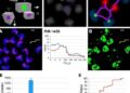 Human milk exosomal miR-144-5p reduces NEC by modulating TLR4/NF-κB