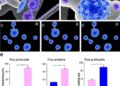 Immunogenicity and Safety of BNT162b2 in Juvenile Immune-Mediated Inflammatory Disease Patients