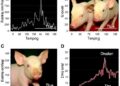 Inflation-Induced Changes in Epinephrine Pharmacokinetics and Dynamics in Piglets