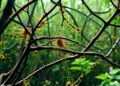 Intricate Food Webs Support Ecosystem Health and Stability — Biology