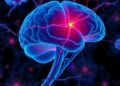 Kansas City University Review Identifies Astrocytes as Drivers of Chronic Traumatic Encephalopathy