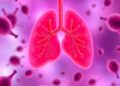 Macrophages Key to Organ Transplant Rejection and New Treatments
