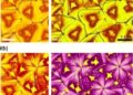 Mass Spectrometry Imaging Tracks Different Starting Steps of Benzalkonium Degradation