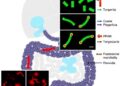 Microbiota-derived 10-hydroxystearic acid activates PPARα to restore gut epithelial barrier integrity and enhance anti-retroviral therapy