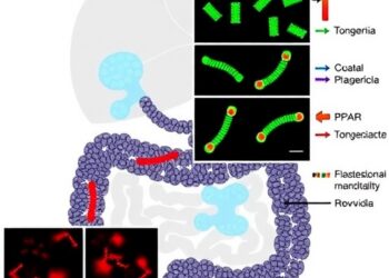 Microbiota-derived 10-hydroxystearic acid activates PPARα to restore gut epithelial barrier integrity and enhance anti-retroviral therapy